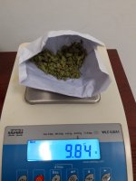 leżący na wadze susz roślinny w kopercie. Waga wskazuje 9,84 grama.